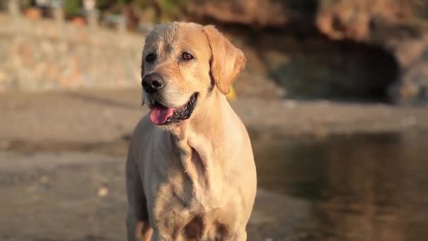 Portrét labradora, zlatý retrívr, pes v západu slunce - Záběry, video