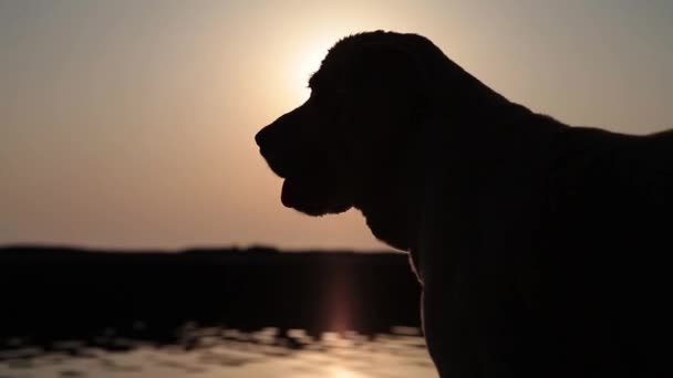 Gün batımında köpek silueti - Video, Çekim