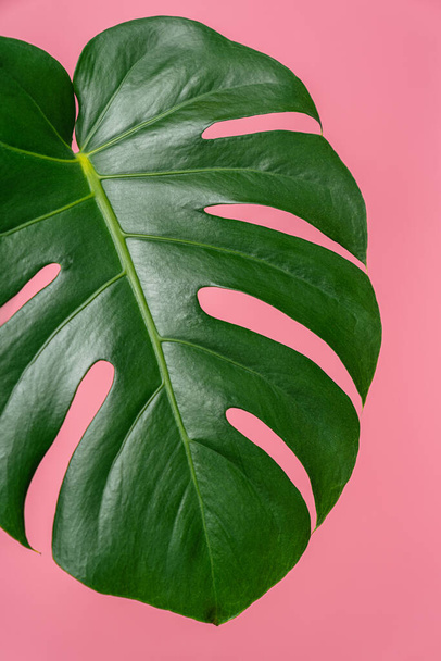 Green leaves of Monstera plant on pink background - Zdjęcie, obraz