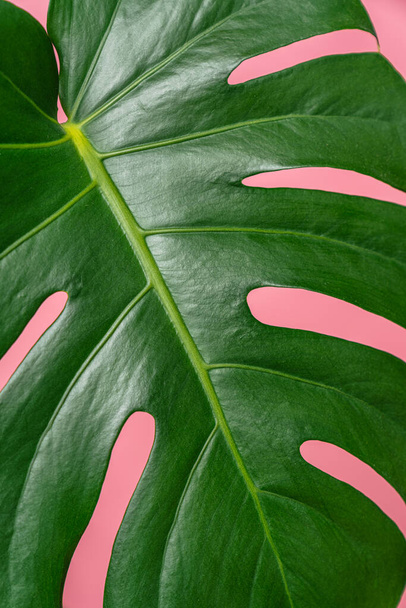 Green leaves of Monstera plant on pink background - Foto, Bild