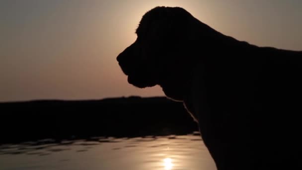 Σκυλίσια σιλουέτα στο φόντο ηλιοβασιλέματος - Πλάνα, βίντεο