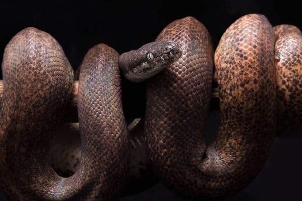 valko-eyed python (Liasis mackloti savuensis) on python-laji, jota esiintyy Indonesiassa, Itä-Timorissa, Papua-Uudessa-Guineassa ja Pohjois-Australian rannikolla
 - Valokuva, kuva