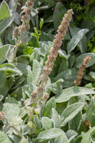 Sage (Salvia) plant after blooming in a garden - Foto, Bild