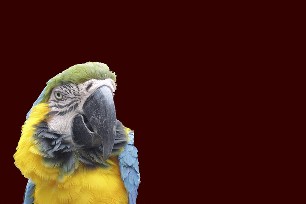 Un bellissimo pappagallo di ara su sfondi di vari colori. Risorse grafiche per cartoline
. - Foto, immagini