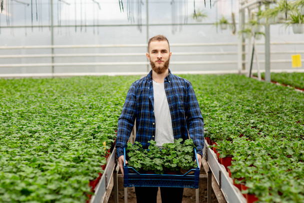 A young bearded man stands in a greenhouse, holding boxes of plants in his hands. Man looking at camera. Zonal pelargonium, gardening in a greenhouse. - Photo, Image