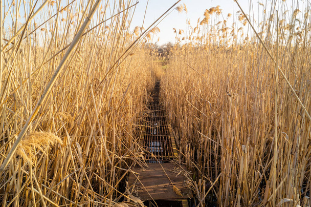 A metal bridge over the reeds. Lake and reeds - Photo, Image