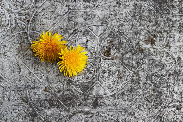 Arte in primavera - Due fiori di dente di leone su un vecchio vassoio di metallo argentato
 - Foto, immagini