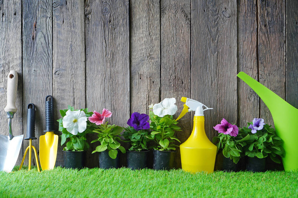 Gardening and potting background with blossom flowers and garden tools on green artificial grass  - Фото, зображення