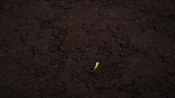 Czas uprawy fasoli z korzeniami w ziemi - Materiał filmowy, wideo