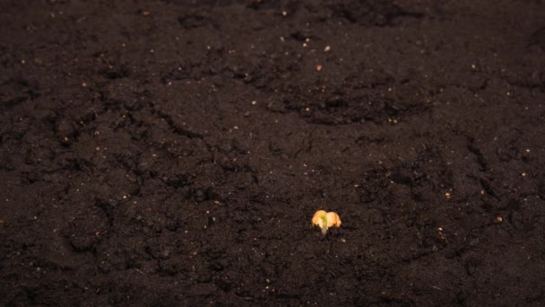 Crecimiento de frijol time-lapse con semilla mitad en el suelo
 - Metraje, vídeo