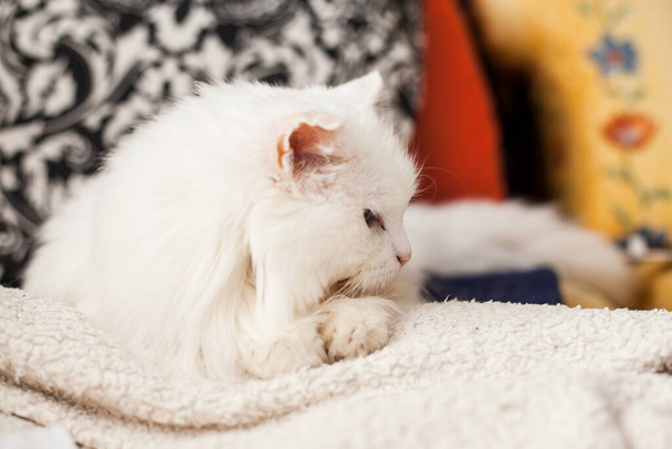 Hezká kočka. Roztomilá bílá kočka spí. - Fotografie, Obrázek