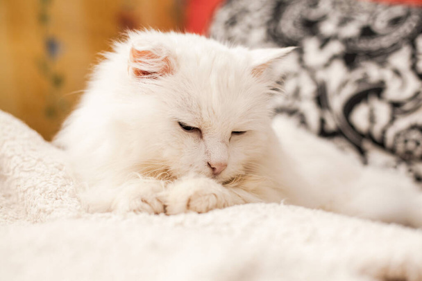 Hübsche Katze. Niedliche weiße Katze schläft. - Foto, Bild