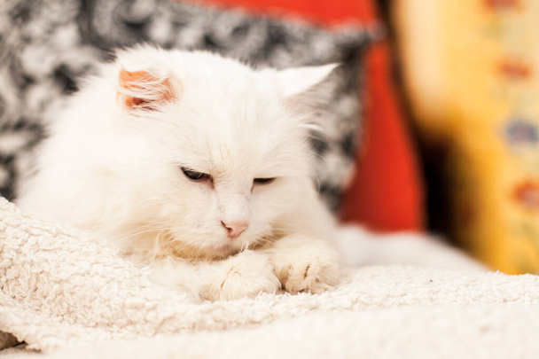 Όμορφη γάτα. Χαριτωμένη λευκή γάτα κοιμάται. - Φωτογραφία, εικόνα