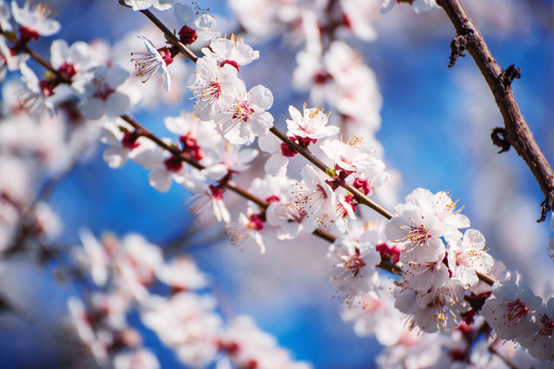 Apricot tree blossoms - Фото, изображение