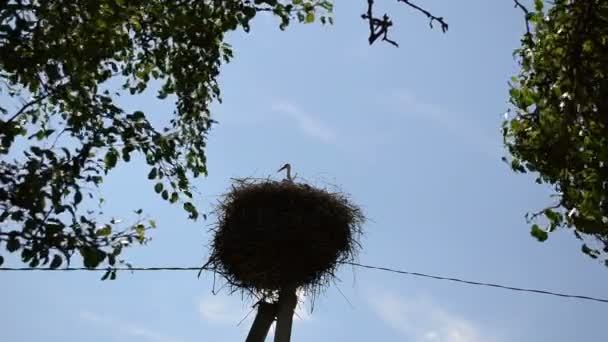 Storch Vogel Nest Baum Blatt - Filmmaterial, Video