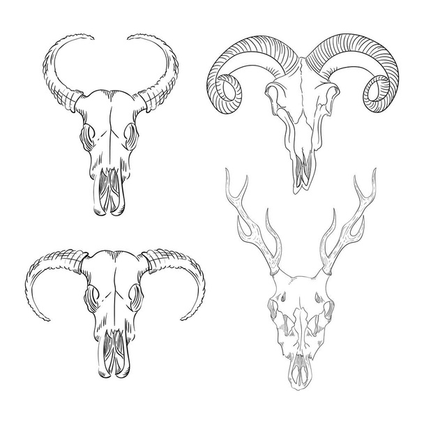 Collection of skulls of wild animals western mystical. bohemian head, western vintage animal. - Vector, Image