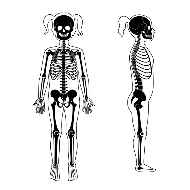 Child girl skeleton anatomy - Vector, Image