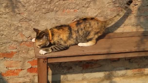 Tricolor paikallinen kissa ulottuu penkillä, varastossa kuvamateriaalia
 - Materiaali, video