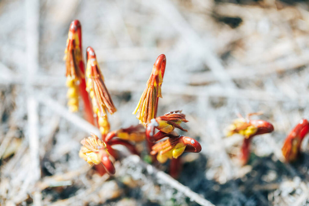 primrose, voorjaarstijd - Foto, afbeelding