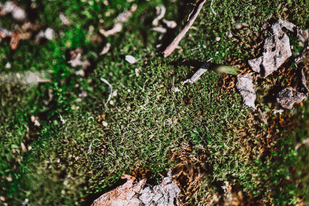 krásný zelený mech zblízka v divočině - Fotografie, Obrázek