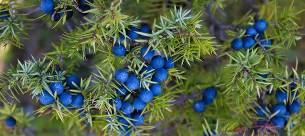 Dużo niebieskich jagód Juniper na drzewie. Juniperus communis Przewodniczący. - Zdjęcie, obraz