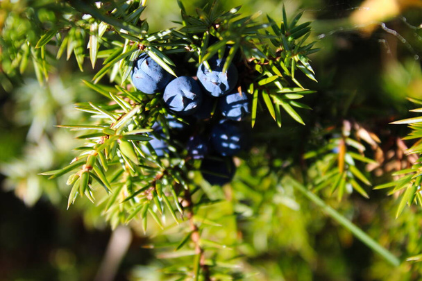 Un montón de bayas de enebro azul en el árbol. Juniperus communis
. - Foto, imagen