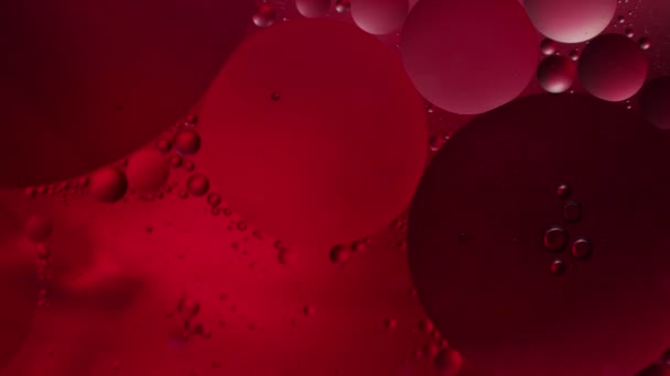 concept van microbiologie, bloedonderzoek onder een microscoop, rode vloeistof, celbeweging, kleur, macro - Video