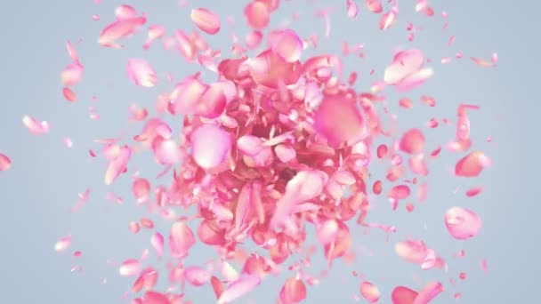 Vaaleanpunaiset ruusun terälehdet räjähtävät 4K
 - Materiaali, video