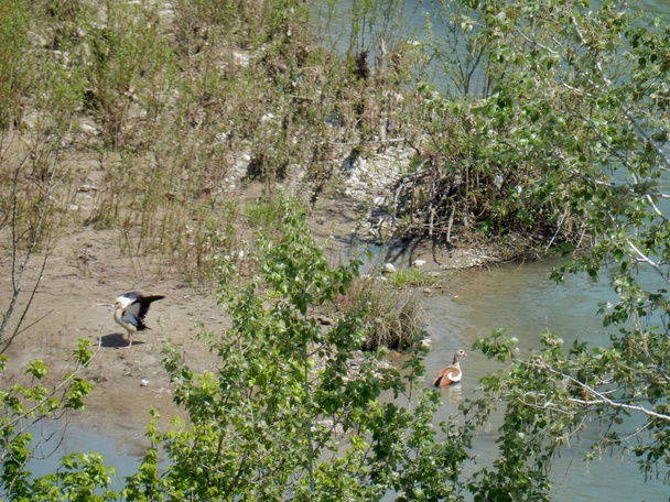 Benevento, Campania, Olaszország - 2020. április 6.: Egy pár nílusi liba a Calore folyó közepén, Lungocalore-on keresztül. - Fotó, kép