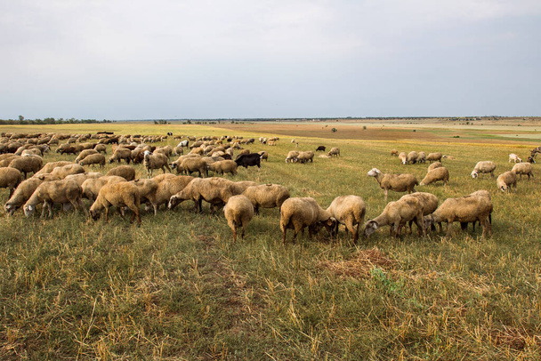 group of sheep grazes in nature. Countryside, agriculture. Natural rustic background. Pet walk. Selective focus. Beautiful animals grazing on pasture in countryside - Foto, afbeelding