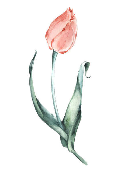 Watercolor illustration of a salmon color tulip - Valokuva, kuva