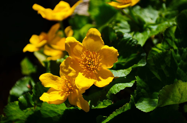 Caltha palustris tai kuningaskuppi keltainen kukka, monivuotinen nurmikasvien kasvi leinikki perhe. Satunnaislukue
 - Valokuva, kuva
