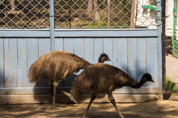 Emu (Dromaius novaehollandiae) в паддоке
 - Фото, изображение