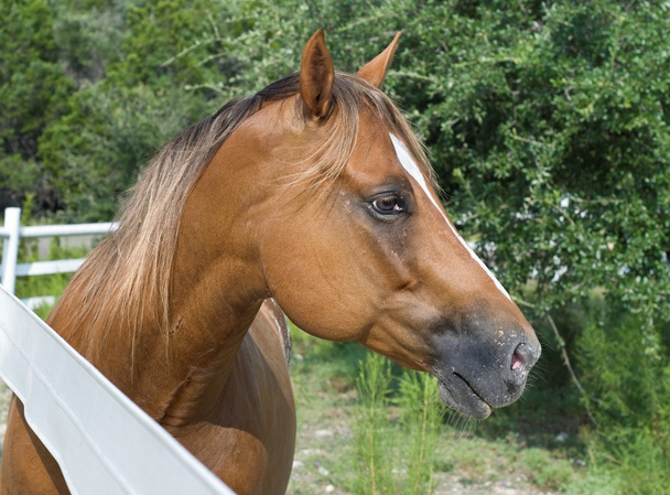kaštanový kůň v profilu - Fotografie, Obrázek