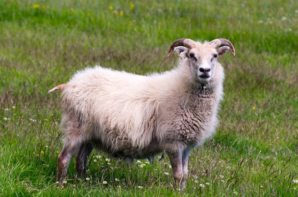 Concetto di amore per animali domestici. Pecore islandesi nel prato vicino alla costa atlantica
 - Foto, immagini