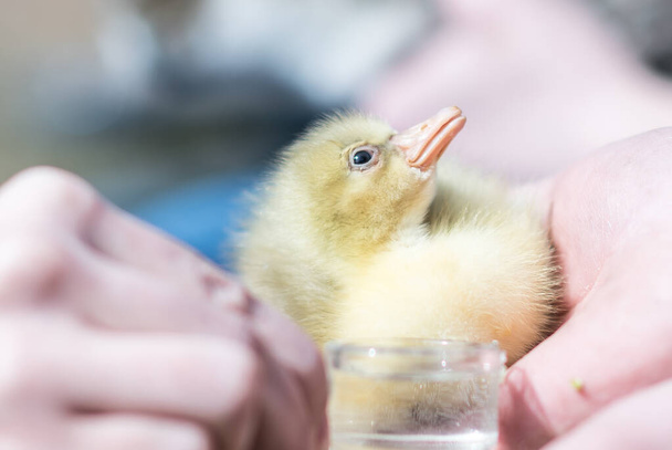 Concept of pet love. Little sweet yellow goose holding by human hand in the spring - Photo, Image