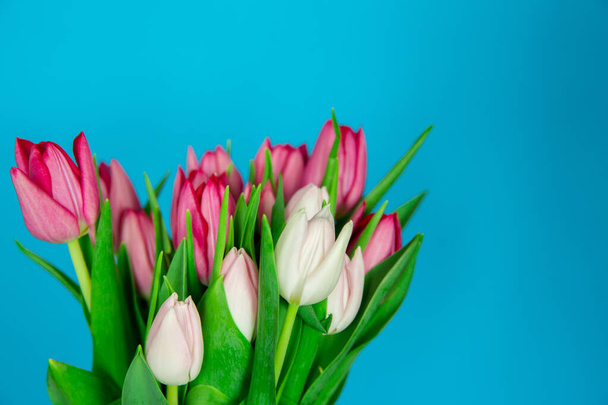 Spring seasonal flowers, white and pink tulips on a plain blue background, close-up - Foto, Imagen