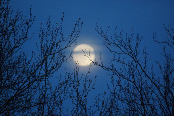 Supermoon rose pleine lune 8 avril 2020 en France. Elle se produit lorsque la pleine lune est à son point le plus proche de la Terre sur son orbite mensuelle. Pleine lune. Une énorme lune
. - Photo, image