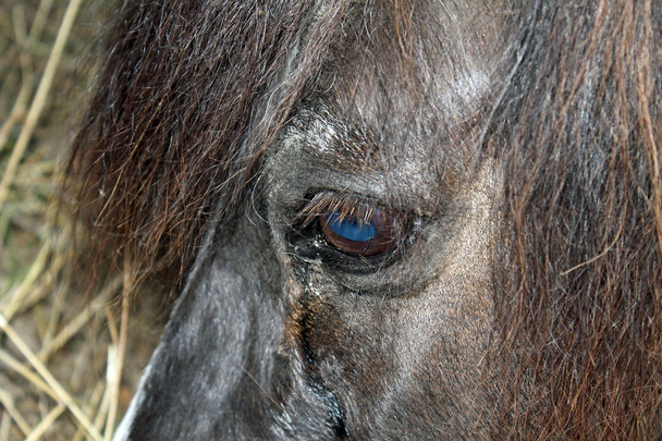 Horse eye - Photo, Image