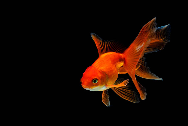goldfish isolated on a dark black background - Photo, Image