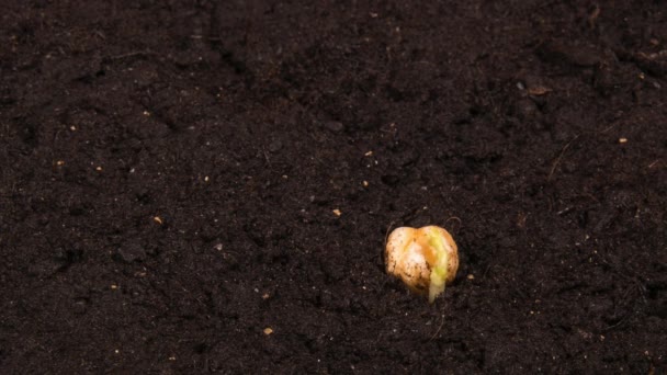 Tempo di crescita dei fagioli con semi metà nel terreno
 - Filmati, video