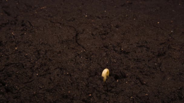 Crescer tempo-lapso de feijão renal com raízes no chão
 - Filmagem, Vídeo