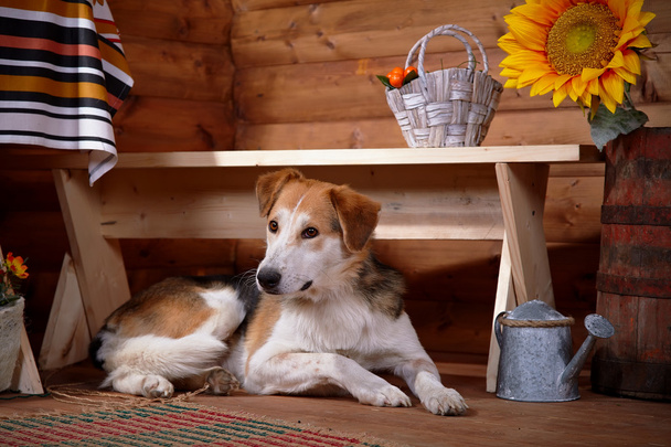 El perro yace debajo de un banco en la casa rural
. - Foto, Imagen