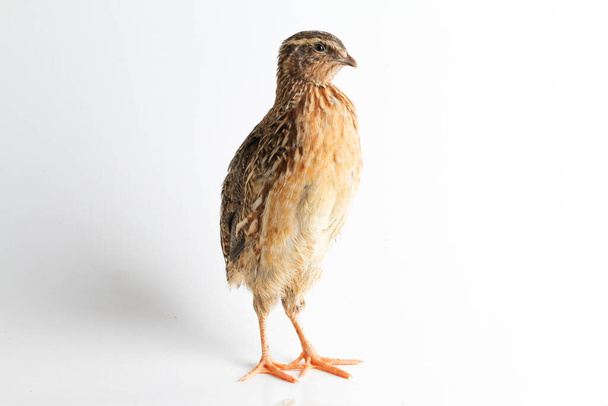 The common quail isolated on white background - Photo, Image