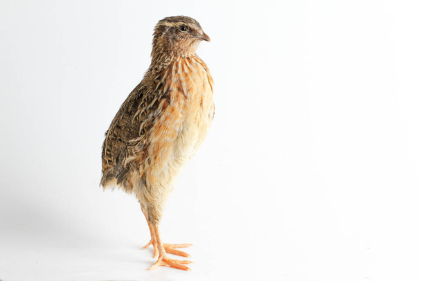 The common quail isolated on white background - Photo, Image