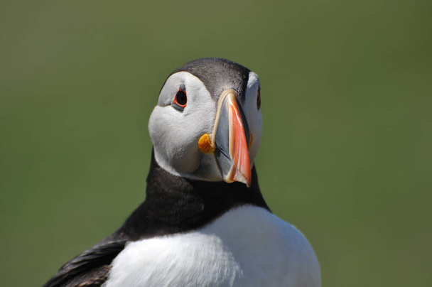 Face to face with Atlantic puffin Fratercula arctica - Photo, Image