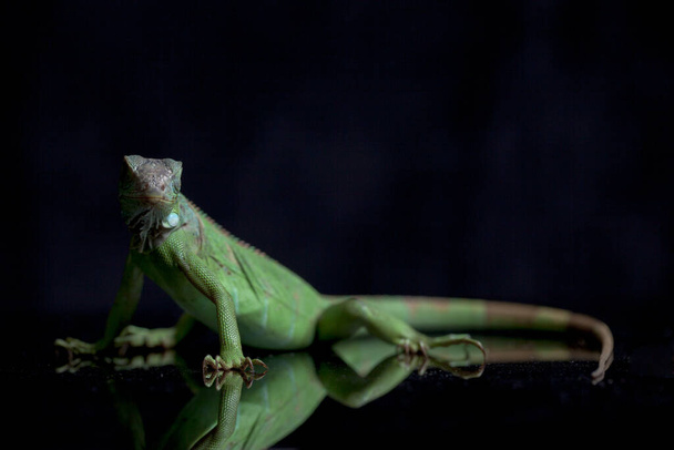 Juvenile Green iguana (Iguana iguana) siyah arkaplanda izole edildi - Fotoğraf, Görsel