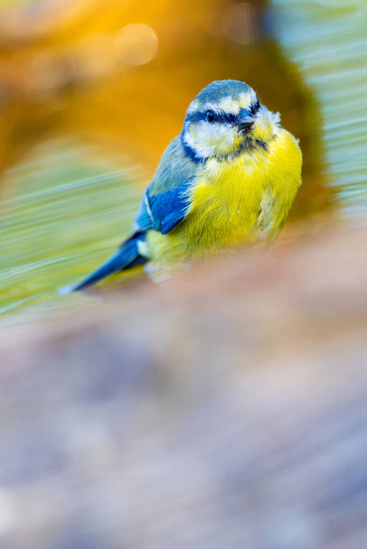 Blue Tit, Parus caeruleus, Herrerillo Comun, Forest Pond, Castile Leon, Spain, Europe - Zdjęcie, obraz