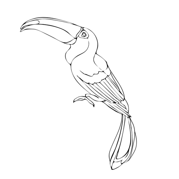 Vector hand drawn toucan. Hand drawing coloring book for children and adults. Beautiful drawings with patterns and small details. For anti-stress and children's coloring page, emblem or tattoo. - Vektor, kép