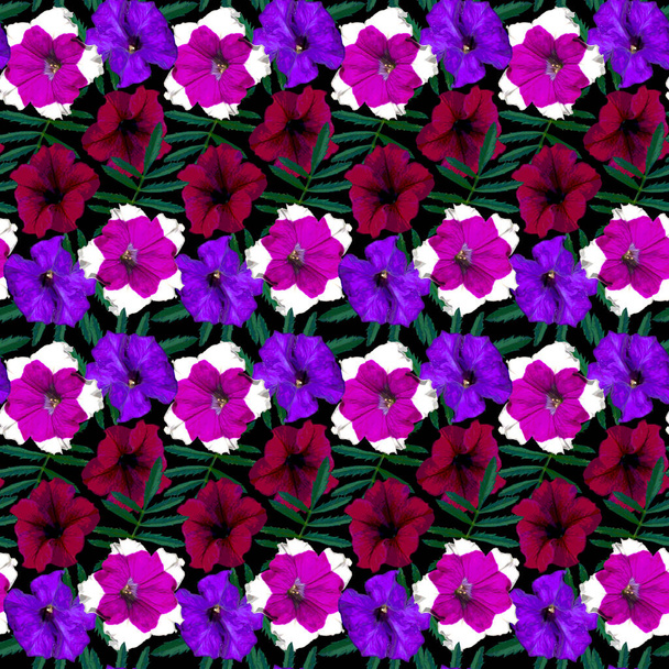 Seamless pattern with red, purple, violet Petunia flowers and green leaves on black background. Endless colorful floral texture. Raster illustration. - 写真・画像